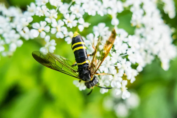 Vespa na flor comendo néctar . — Fotografia de Stock