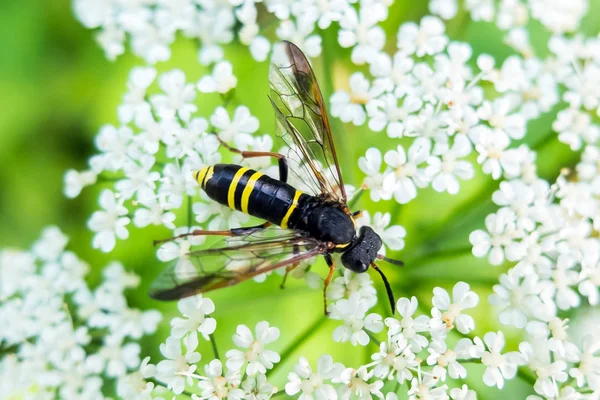 Viespi mananca nectar . — Fotografie, imagine de stoc