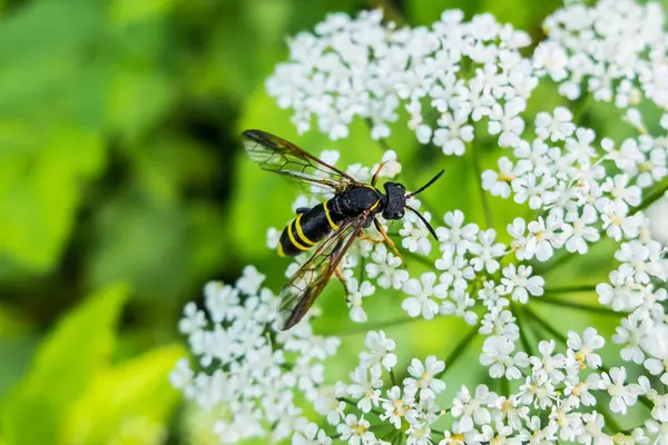 Vespa senta-se na flor e comer néctar . — Fotografia de Stock