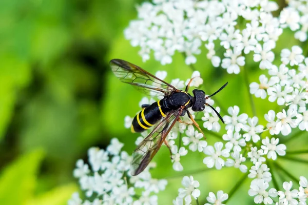 Néctar comedor de vespas . — Fotografia de Stock