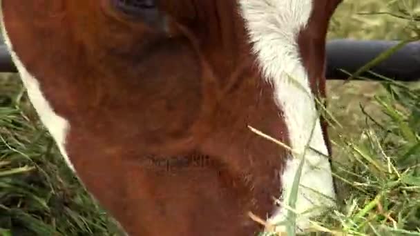 A herd of cows feeding in the paddock outside, piebald red-white color. — Stock Video