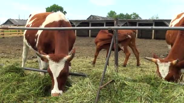 Αγελάδες σίτιση στον στάβλο έξω, αλευρωδών χρώμα κόκκινο-λευκό. — Αρχείο Βίντεο