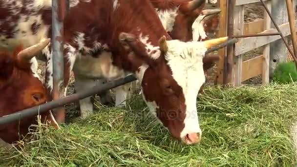 Stádo krav krmení ve výběhu venku, strakatý červeno bílé barvy. — Stock video