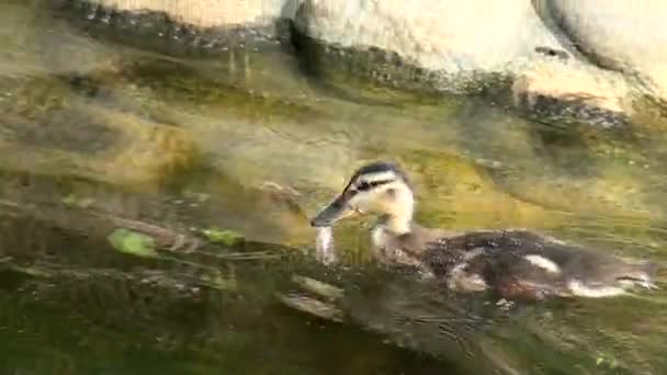 Natación salvaje niño pato . — Vídeos de Stock