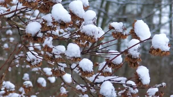 Snö är trevligt på grenarna i vinter. — Stockvideo
