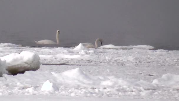 Cisnes brancos selvagens no ambiente natural do mar do Norte . — Vídeo de Stock