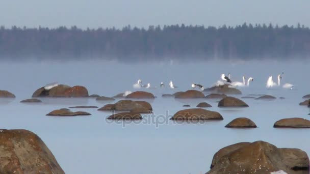 Wild witte zwanen in de Noordzee. — Stockvideo