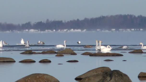 Vilda vita svanar i Nordsjön. — Stockvideo