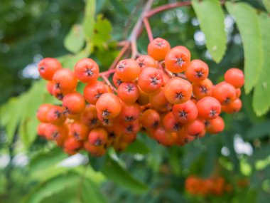 Grup üvez meyveleri.