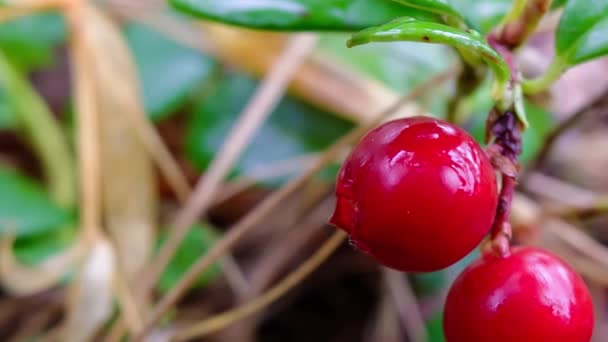 Cowberry en el bosque . — Vídeos de Stock