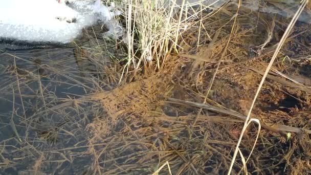 Eisschmelze im Frühling und Erwachen der Natur. — Stockvideo