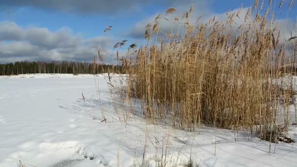 De winter landschap is romantisch en wild. — Stockvideo