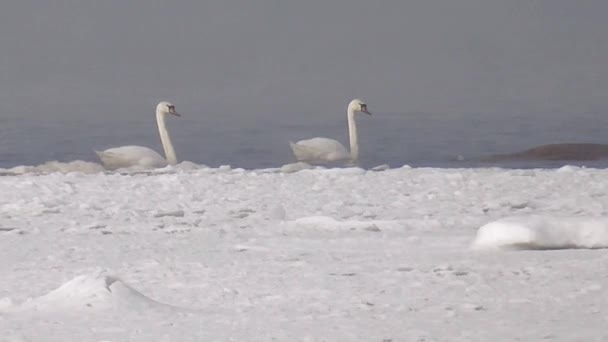 Vild vit svan simning på havet. — Stockvideo