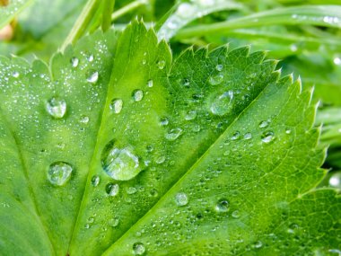 Çimen yaprağına çiy damlaları.