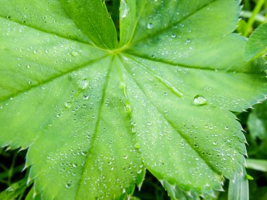 Yeşil çimen yaprağına çiy damlaları.