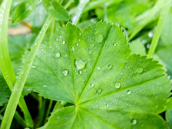 Yeşil çimen yaprağına çiy damlaları.