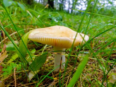 Islak ve kaygan mantar orman içinde büyüyen.