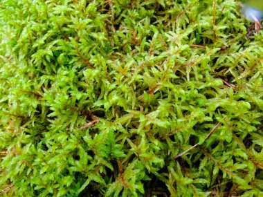 Farklı taze moss.