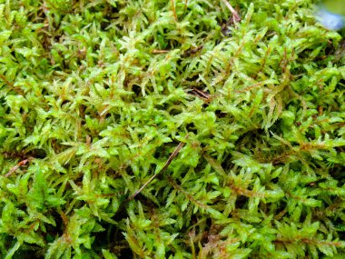 Farklı taze moss.