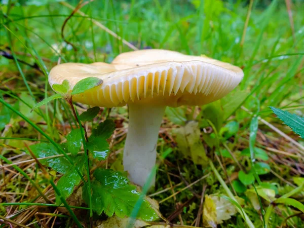 Cogumelo molhado e escorregadio crescendo na floresta . — Fotografia de Stock