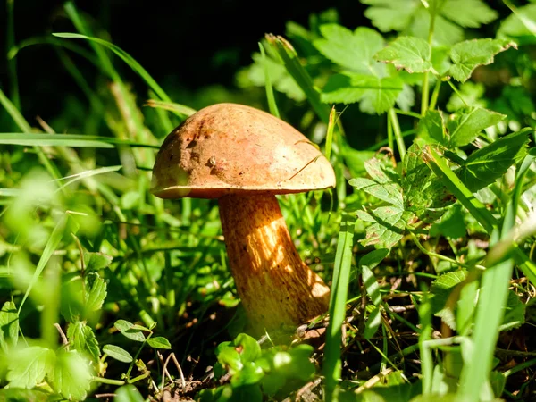 Svamp Boletus växer i skogen. — Stockfoto