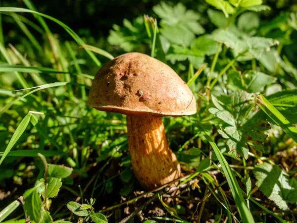 Mushroom Boletus growing in forest. — Stock Photo, Image