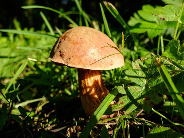 Borowik grzyb rośnie. — Zdjęcie stockowe