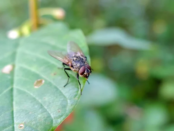 Moucha sedí na listí. — Stock fotografie