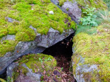 Kayalar büyük dolmen tarafından yosun kaplı.