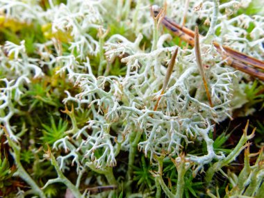 Ormanın içinde taze yeşil beyaz yosun.