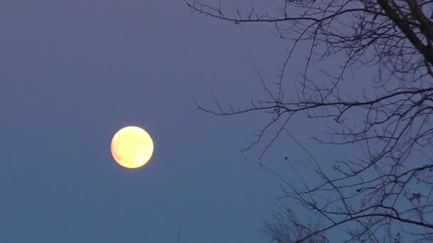 Vista mística de la luna llena . — Vídeos de Stock