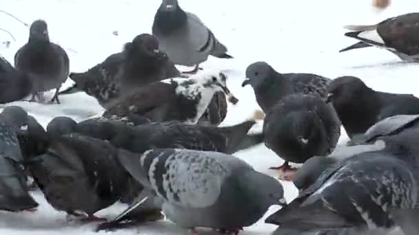 Pombos no inverno . — Vídeo de Stock