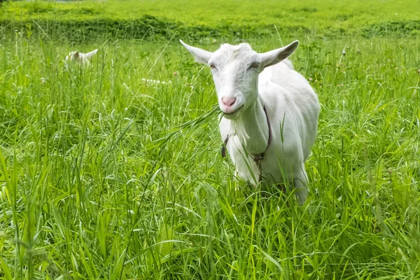 Visioni Pastorali Pascolo Animale Rurale Bovini Pascolo Pascolo Bestiame Con — Foto Stock