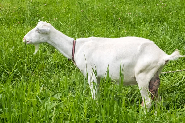 Visioni Pastorali Pascolo Animale Rurale Bovini Pascolo Pascolo Bestiame Con — Foto Stock