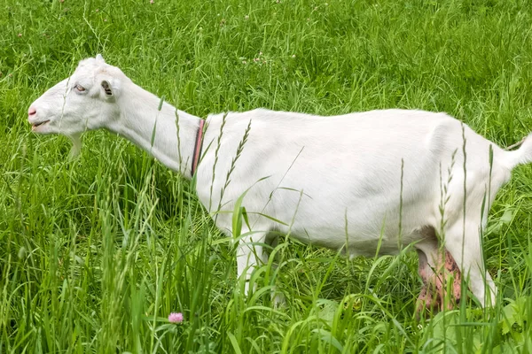 Visioni Pastorali Pascolo Animale Rurale Bovini Pascolo Pascolo Bestiame Con — Foto Stock