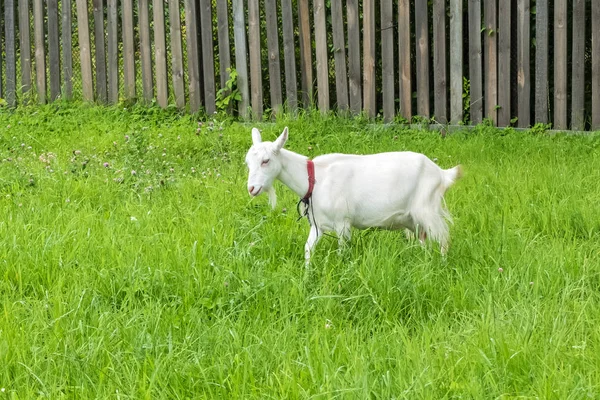 Pastoral views and rural animal grazing. The cattle in the pasture grazing. Horned cloven-hoofed livestock on a ranch. Goat\'s milk is good for health.