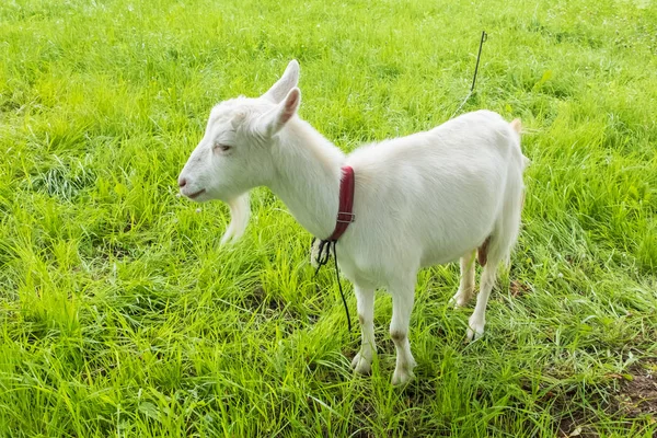 Visioni Pastorali Pascolo Animale Rurale Bovini Pascolo Pascolo Bestiame Con — Foto Stock