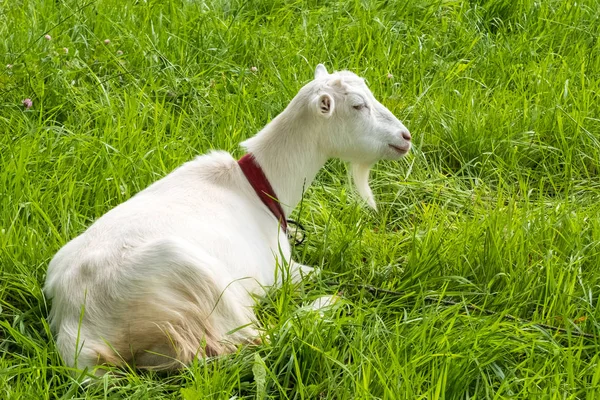 Visioni Pastorali Pascolo Animale Rurale Bovini Pascolo Pascolo Bestiame Con — Foto Stock