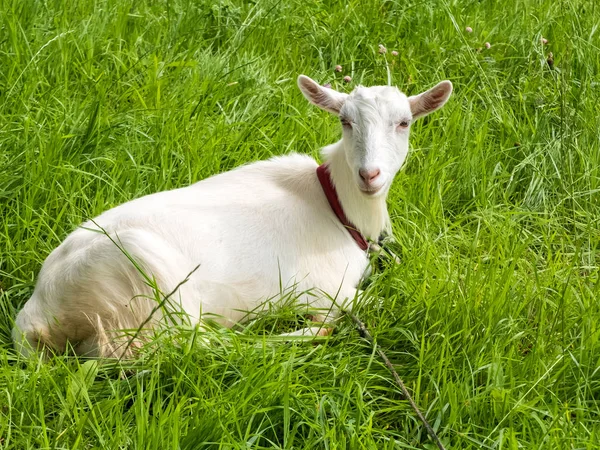 Pastoral views and rural animal grazing. The cattle in the pasture grazing. Horned cloven-hoofed livestock on a ranch. Goat's milk is good for health.