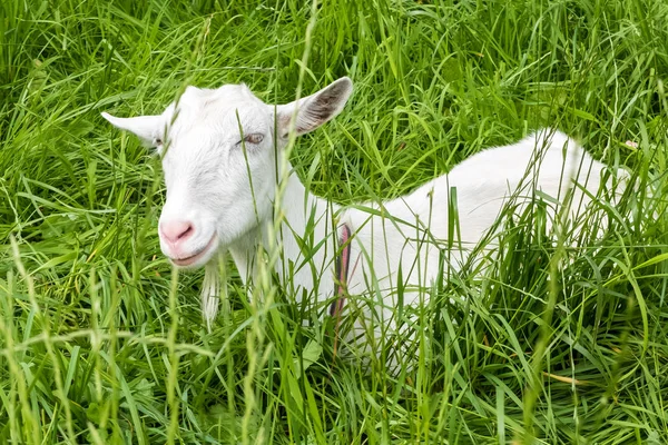 Pastorale Ansichten Und Die Beweidung Ländlicher Tiere Das Vieh Auf — Stockfoto