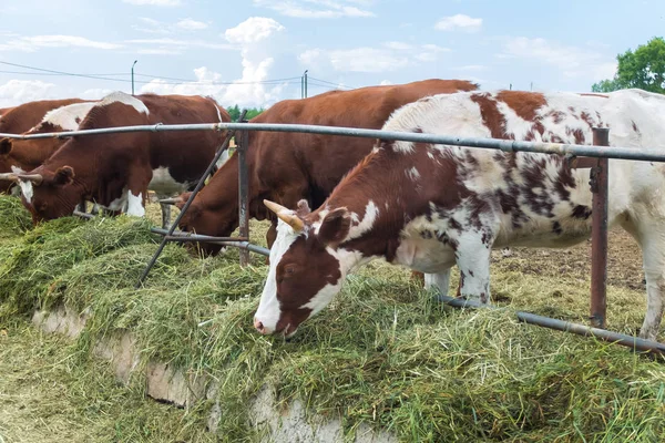 Vidéki Kisállat Ban Paddock Mezőgazdasági Ranch Tenyésztés Tehenek Állattenyésztés Faluban — Stock Fotó