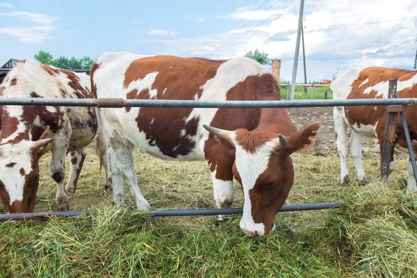 Αγροτική Κατοικίδιο Στον Στάβλο Αγροτικό Αγρόκτημα Για Εκτροφή Αγελάδων Κτηνοτροφία — Φωτογραφία Αρχείου