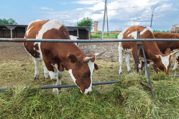 Rural pet in the paddock. Farm ranch for breeding cows. The animal husbandry in the village.