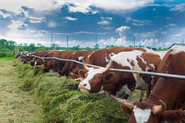 Állatokat Legelőn Egy Marhacsorda Színes Tanyán Aranyos Kérődzők Párosujjú Patások — Stock Fotó