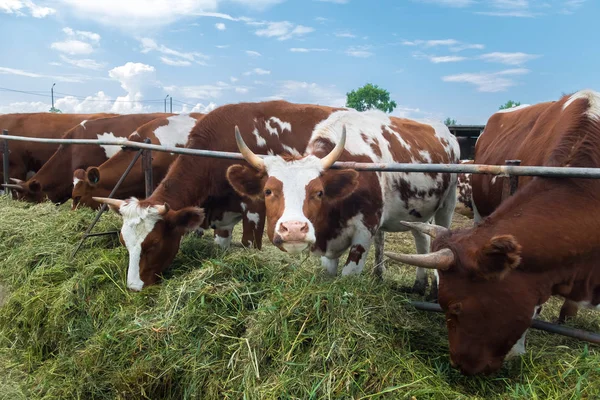 Kor i Hagen: pastoral bild på nötkreatur land. — Stockfoto