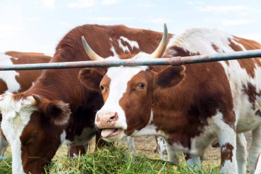 Padok inek: pastoral sığır ülke.