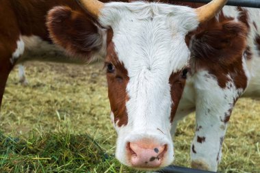 Padok inek: pastoral sığır ülke.