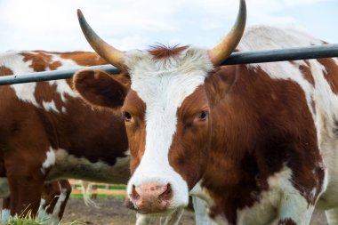 Padok inek: pastoral sığır ülke.