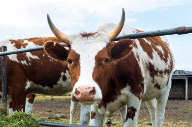 Padok inek: pastoral sığır ülke.
