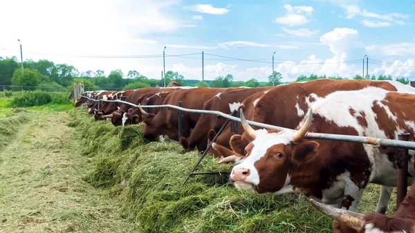 Vacas em paddock: quadro pastoral na pecuária . — Fotografia de Stock